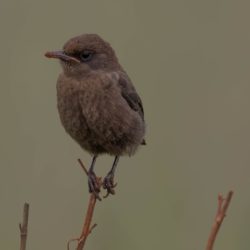 Ant-eating Chat, Swartpiek, (Myrmecocichla formicivora)