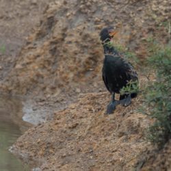 Reed Cormorant, Rietduiker, (Microcarbo africanus)
