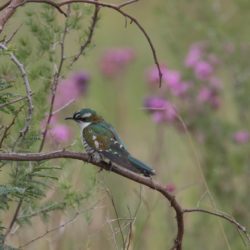Diederik Cuckoo, Diederikkie, (Chrysococcyx caprius)