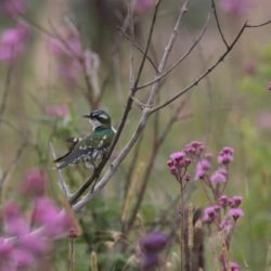Diederik Cuckoo, Diederikkie, (Chrysococcyx caprius)