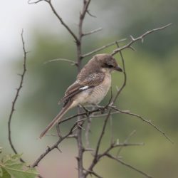 Southern(Common) Fiscal, Fiskaallaksman, (Lanius collaris)