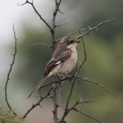 Southern(Common) Fiscal, Fiskaallaksman, (Lanius collaris)