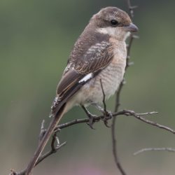 Southern(Common) Fiscal, Fiskaallaksman, (Lanius collaris)