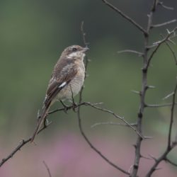 Southern(Common) Fiscal, Fiskaallaksman, (Lanius collaris)