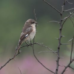 Southern(Common) Fiscal, Fiskaallaksman, (Lanius collaris)
