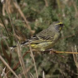Yellow-fronted Canary, Geeloogkanarie, (Crithagra mozambica)