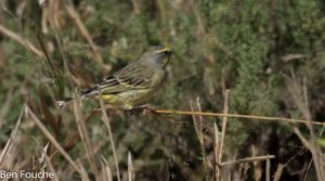 Yellow-fronted Canary, Geeloogkanarie, (Crithagra mozambica)