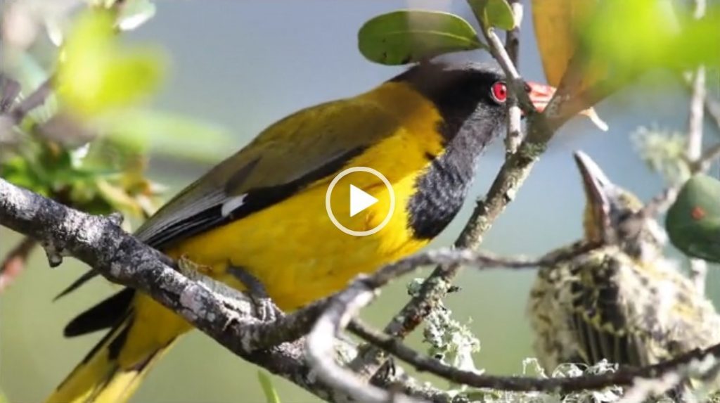 Black-headed Orioles feeding their chick.