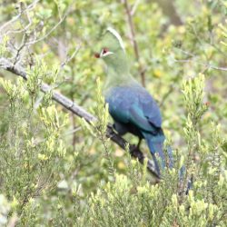 Birding in Knysna and Wilderness