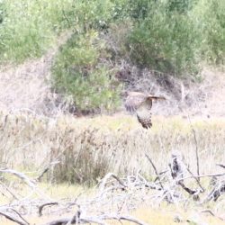 Birding in Knysna and Wilderness for Nairobi and UK clients