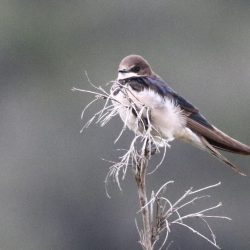 Birding in Knysna and Wilderness for Nairobi and UK clients