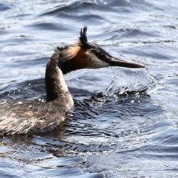 Great Crested Grebe