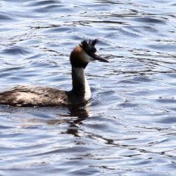 Great Crested Grebe Wilderness