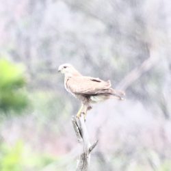 Birding in Knysna and Wilderness for Nairobi and UK clients