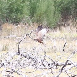 Birding in Knysna and Wilderness for Nairobi and UK clients