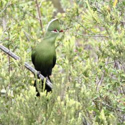 Birding on the Garden Route