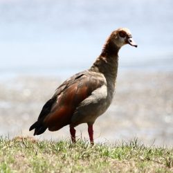 Wilderness Birding Egyption Goose