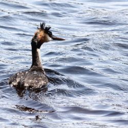 Wilderness Birdwatching
