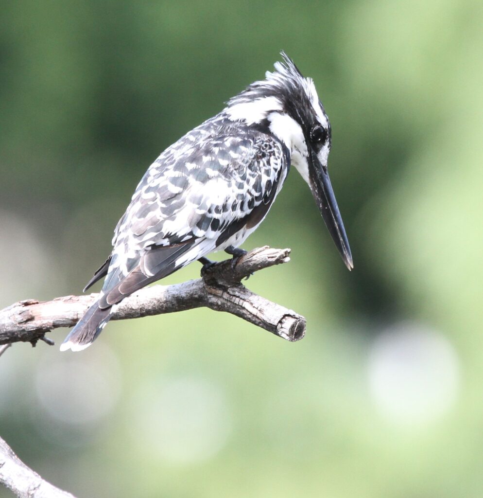Pied Kingfisher