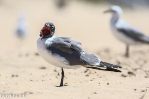 Laughing Gull in Mossel Bay South Africa