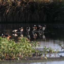 Water Birds. Rooiwal, Pretoria