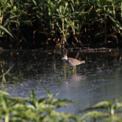 Waders at Rooiwal, Pretoria