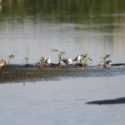 Birding Rooiwal, Pretoria