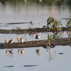 Bird reflections at Rooiwal, Pretoria