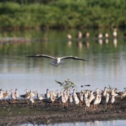 Ruff and more at Rooiwal, Pretoria