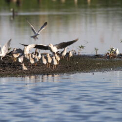 Many birds at Rooiwal, Pretoria