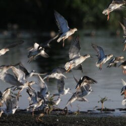 Ruffs in flight, birding Rooiwal, Pretoria