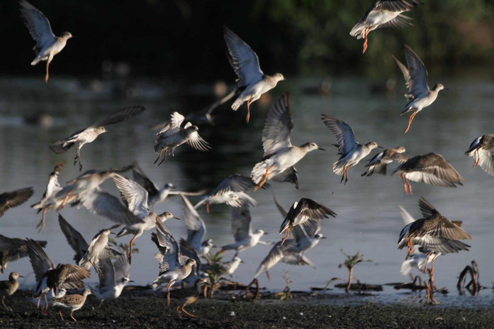 Ruffs in flight, birding Rooiwal, Pretoria