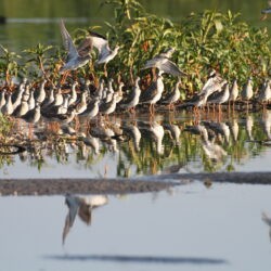 Summer birding at Rooiwal, Pretoria