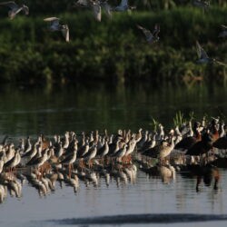 Ruffs, ducks, geese and more at Rooiwal, Pretoria