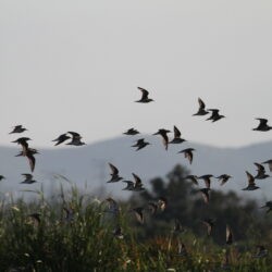 Birds in flight Rooiwal, Pretoria