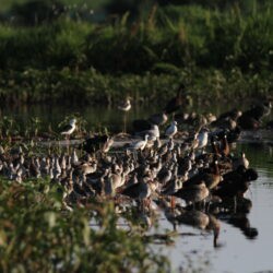 Stints, ducks. geese and ruffs Rooiwal, Pretoria