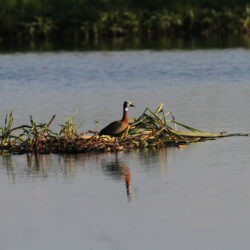 White-faced Whistling Duck