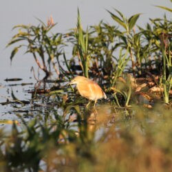 Squacco Heron Rooiwal, Pretoria