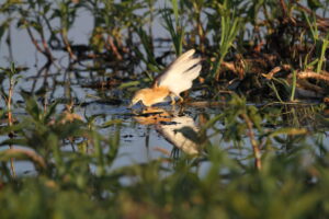 Squacco Heron Rooiwal Birdwatcher Ben Fouche