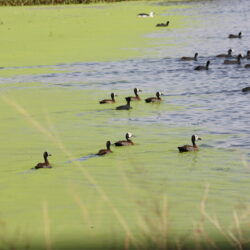 White-faced Whistling Ducks. Rooiwal, Pretoria