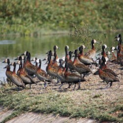 White-faced Whistling Ducks - Rooiwal
