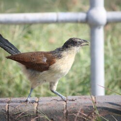Burchell's Coucal Rooiwal, Pretoria