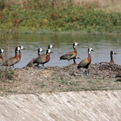 White-faced Whistling Ducks - Rooiwal