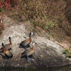 White-faced Whistling Ducks - Rooiwal