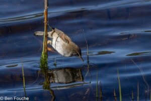 Lesser Swamp Warbler