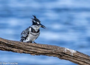 Pied Kingfisher with two fish