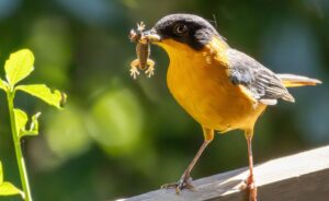 Chorister Robin-Chat