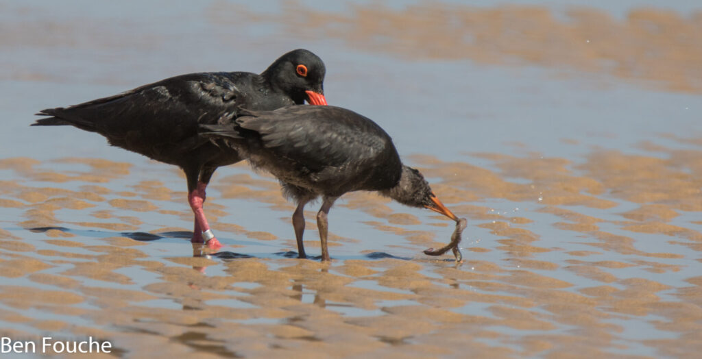 Goukamma Oystercatchers