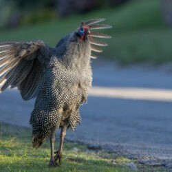 Helmeted Guineafowl