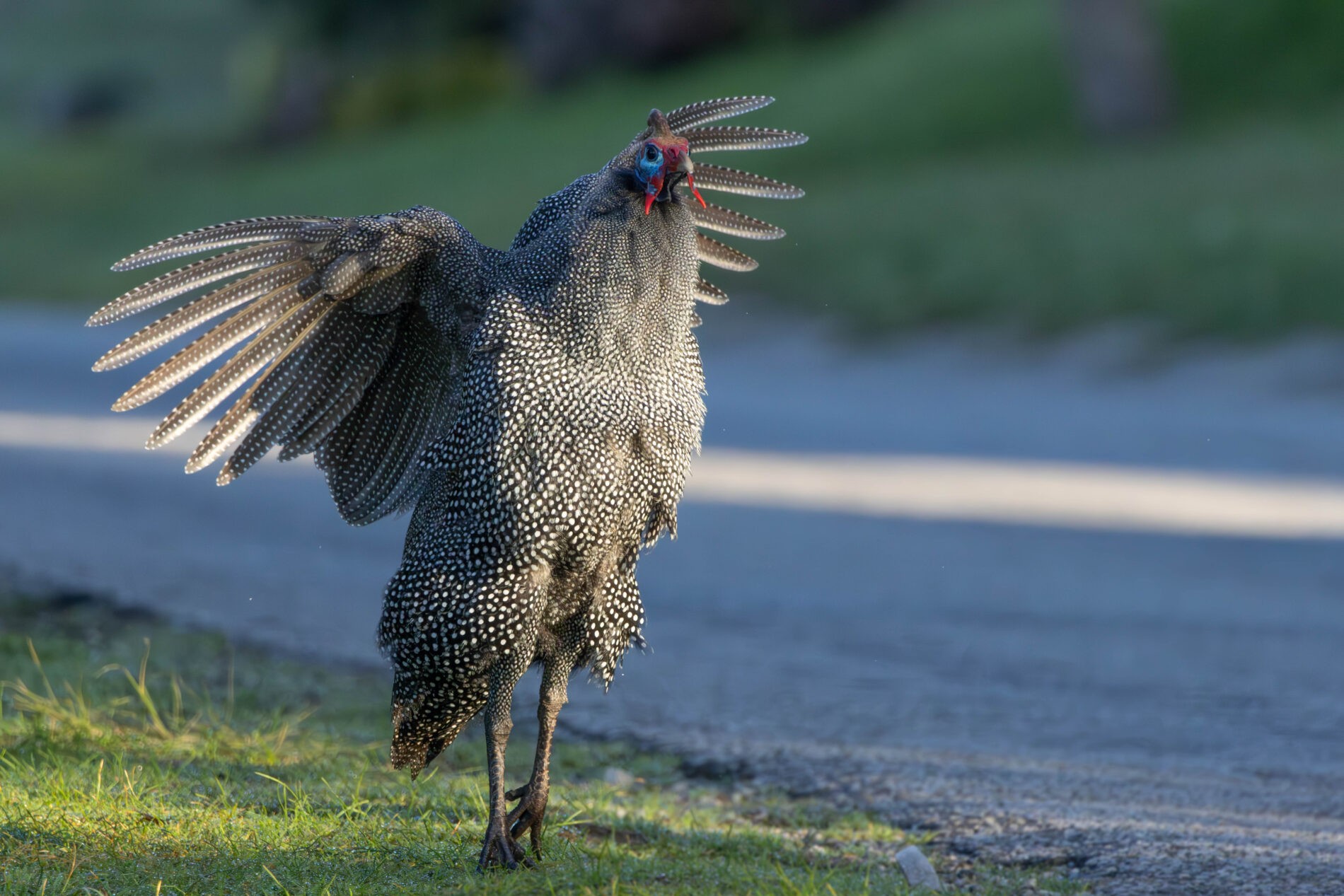 Helmeted Guineafowl
